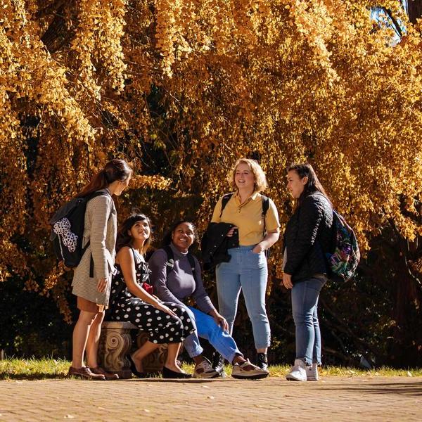 A group of students congregates around a bench on campus under a fall tree.